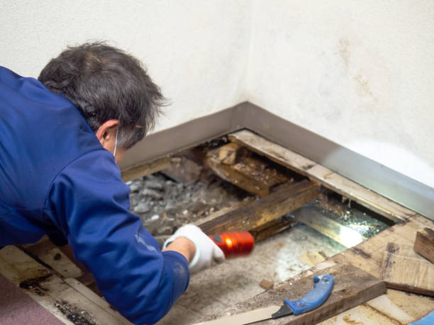 Best HVAC Mold Remediation in Stanton, CA