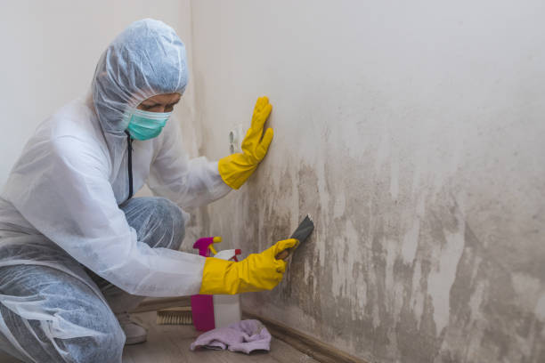 Best DIY Mold Remediation Support Services in Stanton, CA