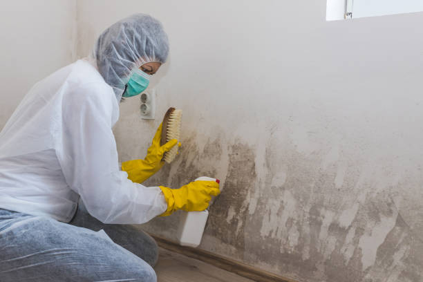 Best Crawl Space Mold Remediation in Stanton, CA