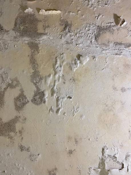 Best Mold Remediation for Specific Building Types in Stanton, CA