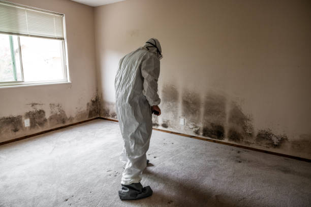 Best Industrial Mold Remediation in Stanton, CA