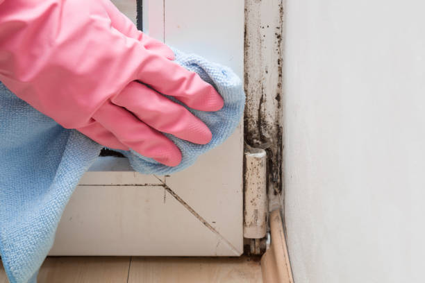 Best Black Mold Remediation in Stanton, CA