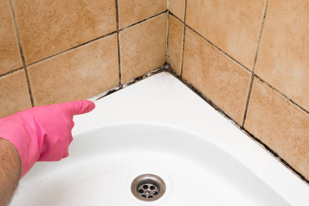 Reliable Stanton, CA Mold Remediation Solutions